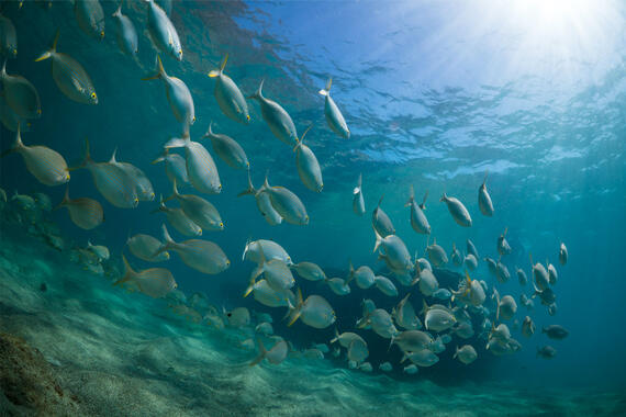 Shoal of salema, La Graciosa